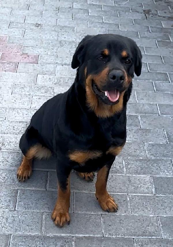 Luna Bellissima Rotty